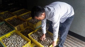 Khởi nghiệp thành công với nghề nuôi chim cút, thu hơn 2tỷ/năm