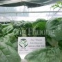 9X nghỉ việc tại ngân hàng để khởi nghiệp với rau sạch