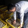 Khởi nghiệp thành công với nghề nuôi chim cút, thu hơn 2tỷ/năm