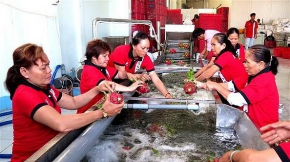 Rau quả Việt Nam còn nhiều dư địa xuất khẩu vào Trung Quốc