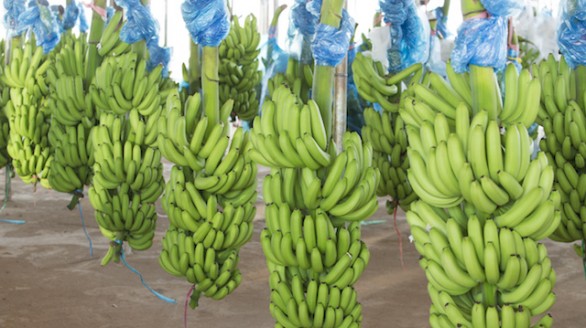 THACO xuất khẩu lô hàng chuối đầu tiên