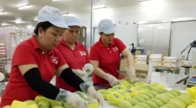 Doanh nghiệp cần tăng cường quảng bá thương hiệu xoài Việt