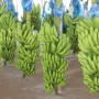 THACO xuất khẩu lô hàng chuối đầu tiên
