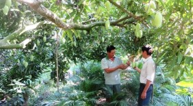 Xuất khẩu xoài Vĩnh Long sang thị trường Mỹ