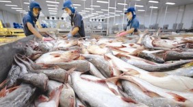 Xuất khẩu cá tra sang Anh tăng vọt gần 70% nửa đầu tháng 3