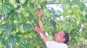 Chương trình OCOP Đăk Nông: Nhiều sản phẩm lợi thế cạnh tranh cao