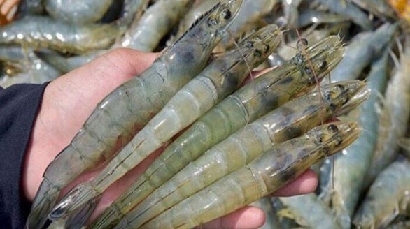 Cơ hội xuất khẩu sang thị trường Nhật Bản