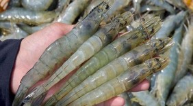 Cơ hội xuất khẩu sang thị trường Nhật Bản