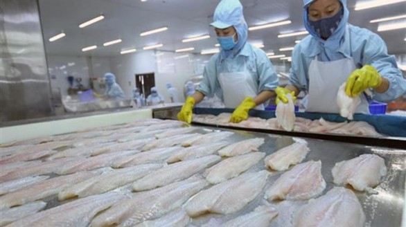 Cơ hội lớn cho cá tra Việt Nam với CPTPP