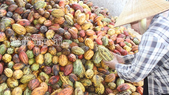 Đầu tư chế biến nông sản