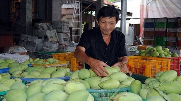 ĐBSCL: Gần 200 tấn xoài xuất khẩu sang Mỹ