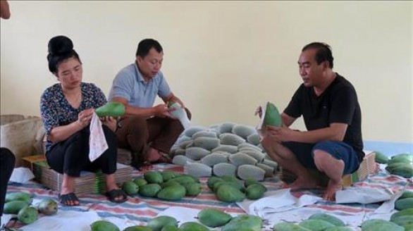 Sơn La mở rộng xuất khẩu xoài sang thị trường Anh