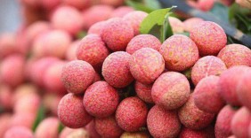 Việt Nam xuất khẩu vải, nhãn đứng nhì thế giới
