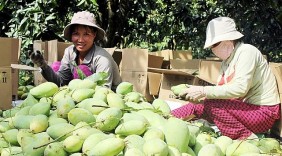 Đồng Tháp tìm hướng xuất khẩu vào Đông Âu