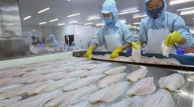 Cơ hội lớn cho cá tra Việt Nam với CPTPP