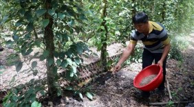 Đưa sản phẩm hồ tiêu hữu cơ vào thị trường châu Âu