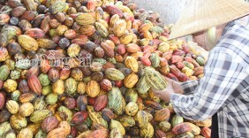Đầu tư chế biến nông sản