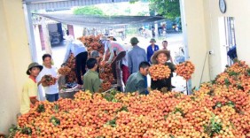 Xuất khẩu vải thiều tăng mạnh