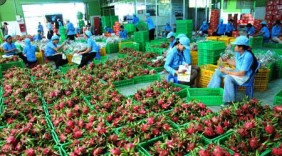 Xuất khẩu rau quả ước đạt 1,83 tỷ USD