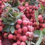 Gần 50.000 tấn vải quả tươi Việt Nam Xuất khẩu sang Trung Quốc
