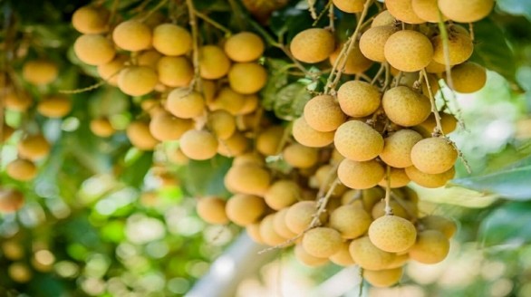 Xây dựng thương hiệu nhãn Việt Nam tại thị trường Australia