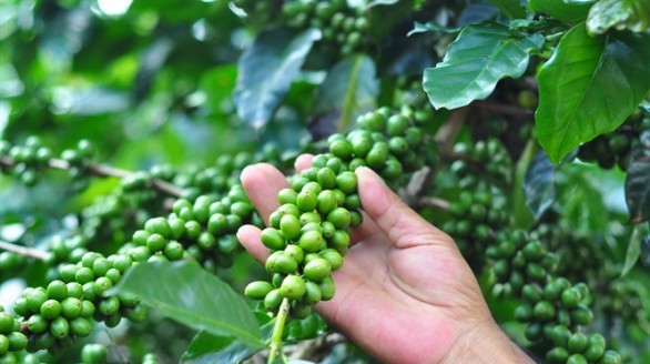 Cà phê Cầu Đất tìm đầu ra