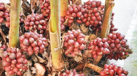 Người dân thu hàng trăm tỷ đồng mỗi năm nhờ thảo quả