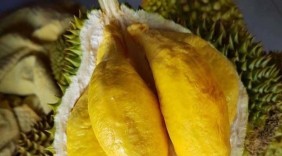 Sầu riêng Việt tìm cơ hội ở Australia