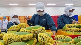 Xuất khẩu rau, quả: Khẳng định giá trị ở thị trường mới