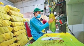 Gạo Việt: Định vị trên bản đồ nông sản