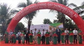 Lô gạo thơm đầu tiên chính thức được xuất sang EU theo EVFTA