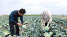 Bộ Công Thương hỗ trợ Hải Dương tiêu thụ nông sản