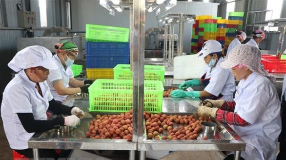 Hỗ trợ tiêu thụ vải thiều Hải Dương trên Gian hàng Việt trực tuyến