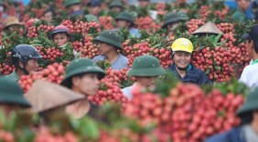 180 nghìn tấn chín rộ, Bắc Giang muốn bán vải thiều qua sàn online