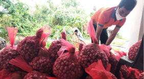 Chương trình hỗ trợ tiêu thụ hành tím Vĩnh Châu 3 sao OCOP - Đặc sản tỉnh Sóc Trăng trên nền tảng thương mại điện tử và “Gian hàng Việt trực tuyến”