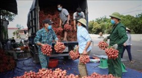 Thu hơn 6.800 tỷ đồng từ vải thiều, Bắc Giang 