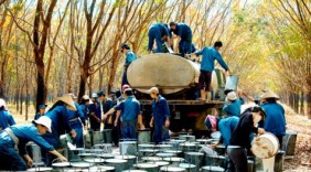 Giá trị cao su của Việt Nam tăng cả lượng và chất