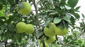Xây dựng thương hiệu Bưởi Phúc Trạch, Hà Tĩnh, hướng tới các kênh tiêu thụ bền vững