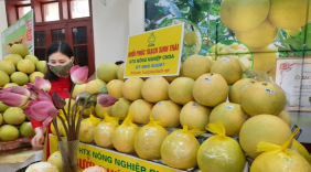DỰ KIẾN TIÊU THỤ 1.000 TẤN BƯỞI HÀ TĨNH TRÊN CÁC SÀN THƯƠNG MẠI ĐIỆN TỬ