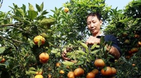 Nông sản tỉnh Hưng Yên – Cần thêm hướng đi mới