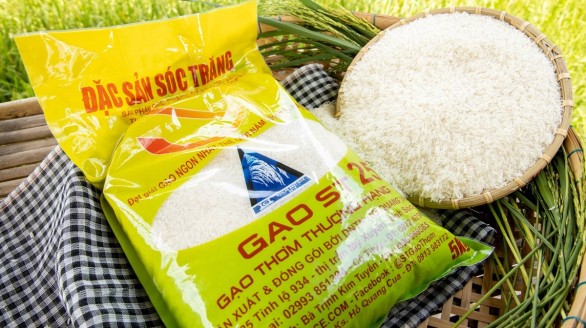 Hỗ trợ doanh nghiệp bảo vệ thương hiệu gạo ST24, ST25 trong nội địa