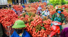 Chung tay kết nối tiêu thụ vải thiều và các nông sản chủ lực