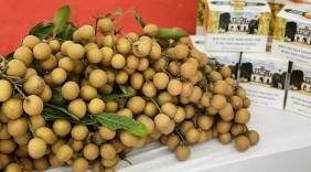 Thúc đẩy phổ biến kỹ năng kinh doanh trực tuyến và phát triển nguồn nhân lực, kết nối thương mại điện tử cho doanh nghiệp, hợp tác xã tại tỉnh Hưng Yên