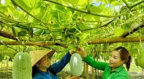 Sẵn sàng cho sự kiện xúc tiến tiêu thụ Bí xanh thơm và sản phẩm OCOP gắn với du lịch trải nghiệm tỉnh Bắc Kạn năm 2022