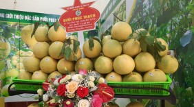 THÚC ĐẨY THƯƠNG MẠI ĐIỆN TỬ KẾT NỐI TIÊU THỤ BƯỞI PHÚC TRẠCH HÀ TĨNH NĂM 2022