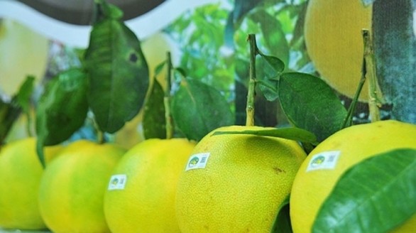 Nông sản Hà Tĩnh thời 4.0 - Kỳ 2: Khi nông sản Hà Tĩnh lên sàn