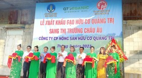 Lô gạo hữu cơ Quảng Trị đầu tiên xuất khẩu sang châu Âu