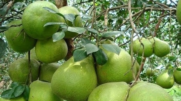 Nâng cao giá trị kinh tế cho sản phẩm bưởi da xanh Bình Định