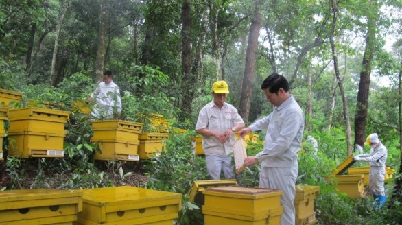 Mật ong Tam Đảo và bí quyết chinh phục các thị trường khó tính