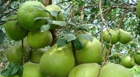 Nâng cao giá trị kinh tế cho sản phẩm bưởi da xanh Bình Định